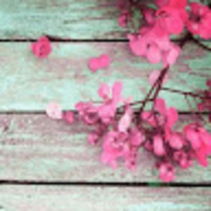 Meet your Posher, Jessie